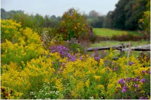 Spring flowers