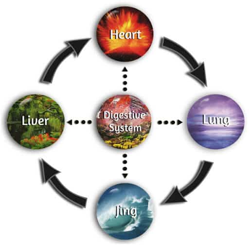 The Five Organ Systems diagram